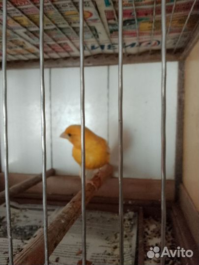 Канарейки разных расцветок