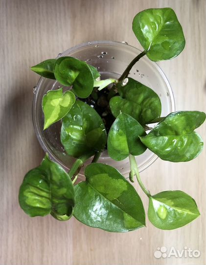 Филодендроны, сциндапсусы, сингониумы