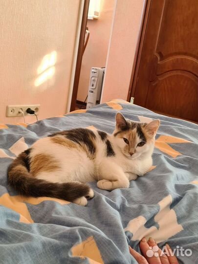 Отдам в добрые руки. Ласковая кошечка