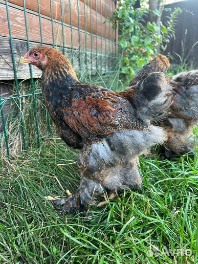 Петух брама Куропатчатый молодой