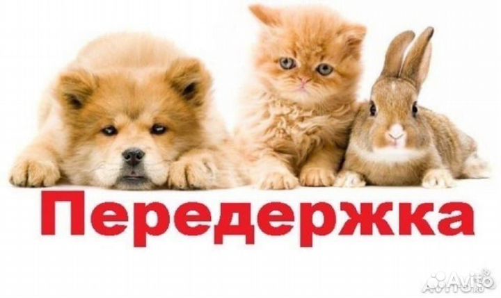 Передержку животных