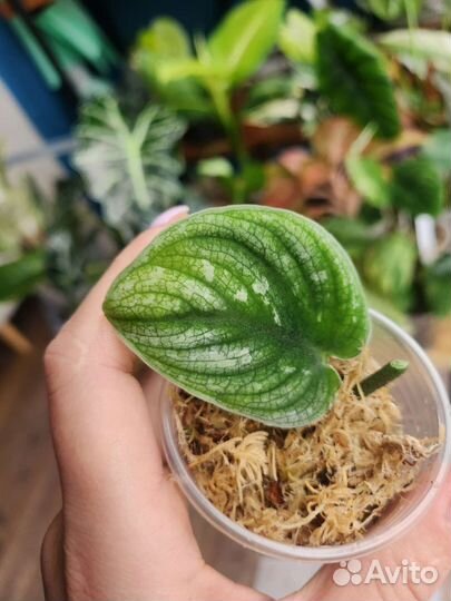 Сциндапсус Silver star