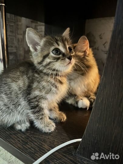 Кошка в дар бесплатно