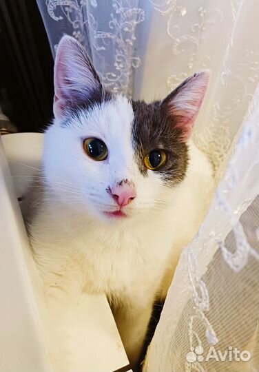 Игривая кошечка