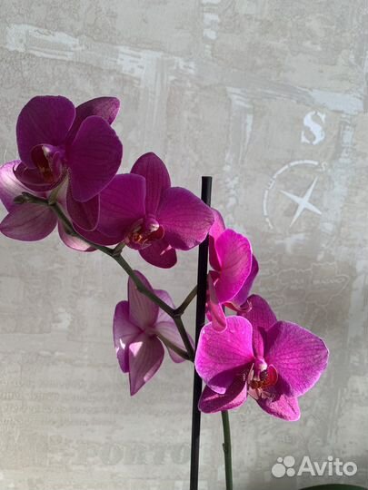 Орхидея фаленопсис
