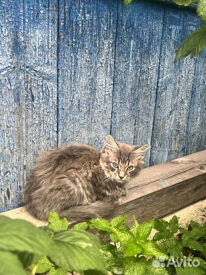 Котята
