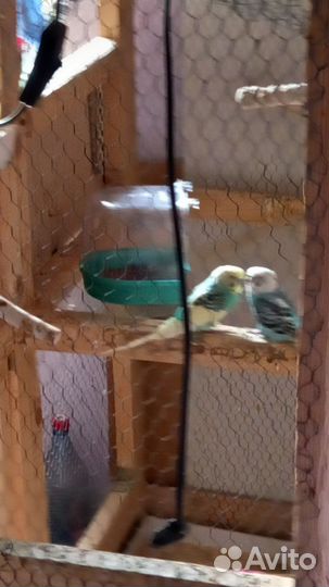 Попугаи волнистые