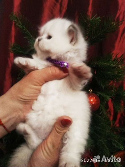 Британские котята