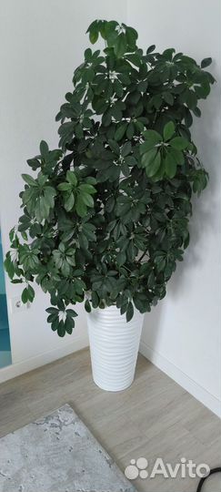 Комнатные цветы шефлера