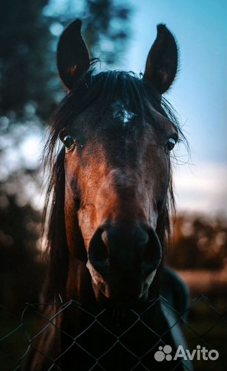 Лошади 1,5 годовалые