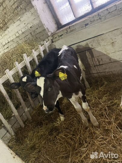 Бычки. Телята. Крс