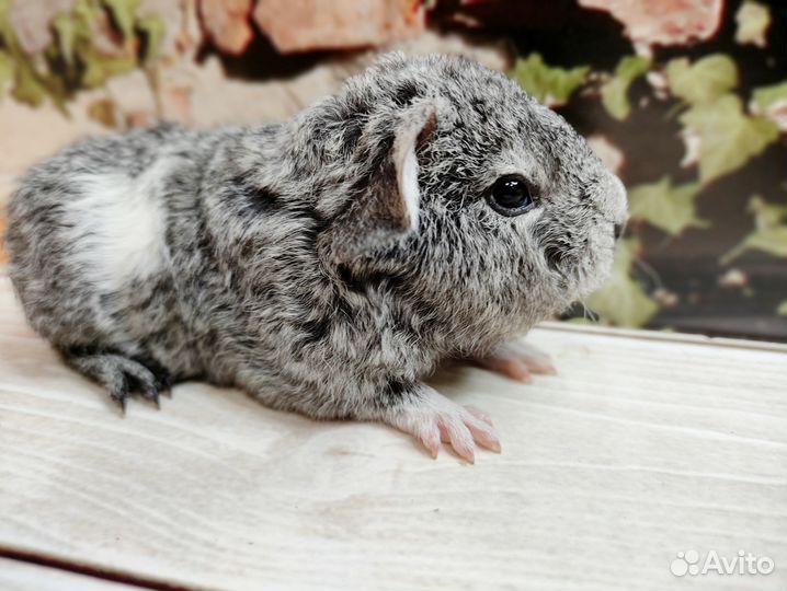 Морские свинки Американские Тедди(на бронирование)