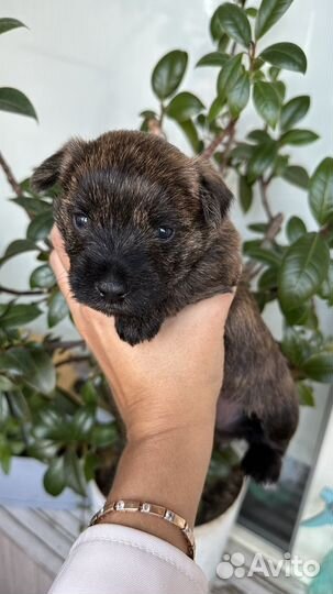 Фурш терьер