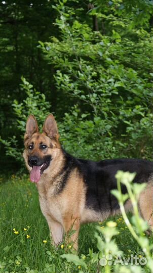 Передержка для собак