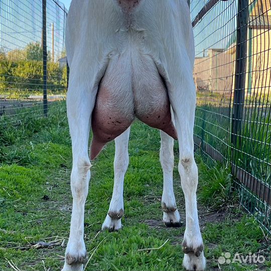 Козы дойные и козел на племя