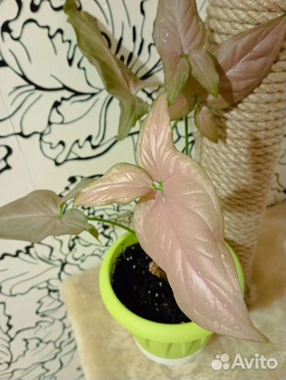 Голд Сатин, Бурле Макс вар и др