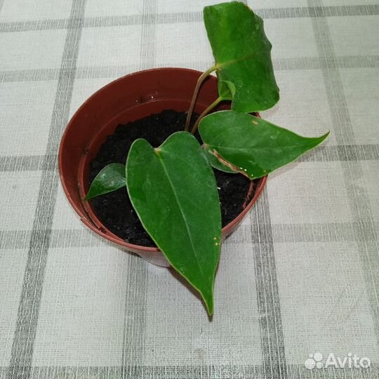 Антуриум красный мужское счастье