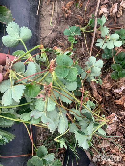 Рассада клубники сорт Априка(воздушка, кассетная)