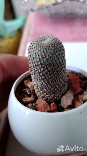 Кактус Aylostera heliosa