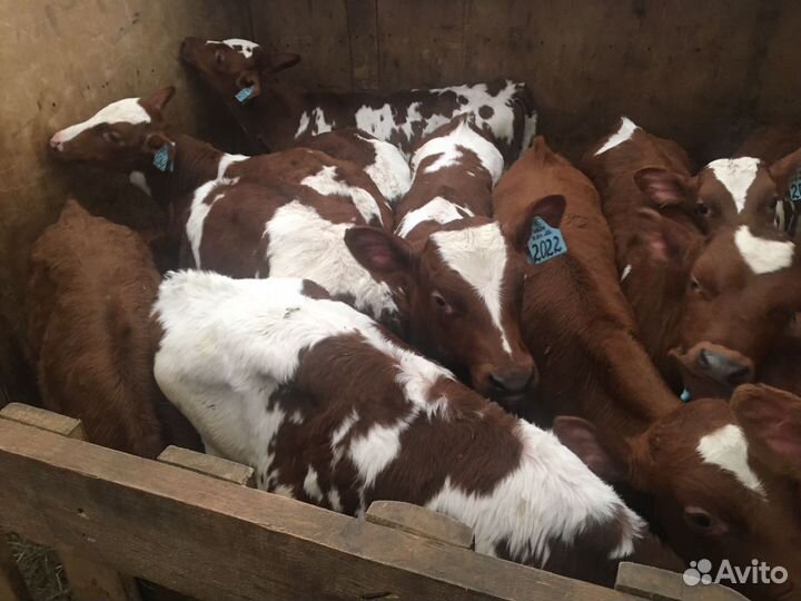 Быкчки на откорм