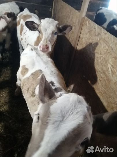 Корова стельная дойная