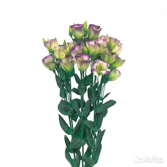 Цветы для сада