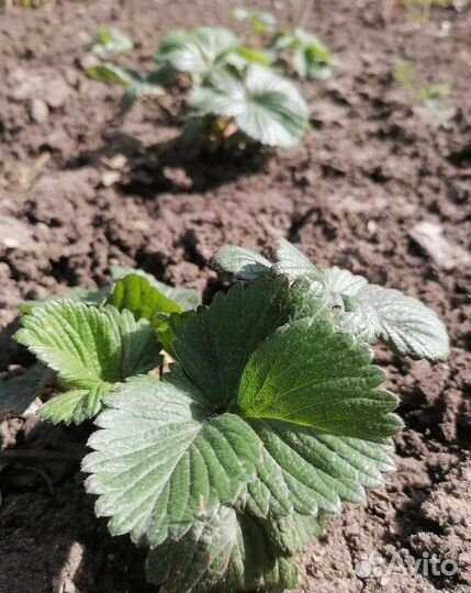 Рассада клубники Сенсация