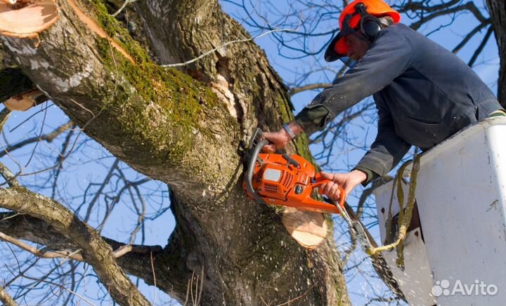 Спил деревьев, корчевка, уборка, вывоз