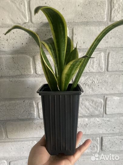 Сансевиерия или щучий хвост