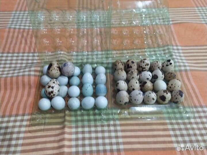Яйца перепелиные домашние