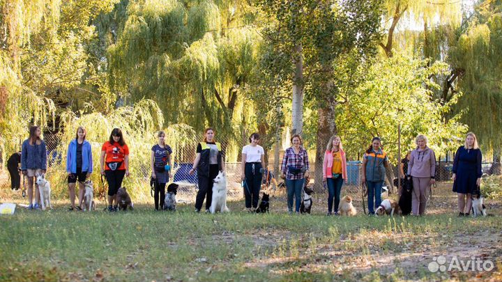 Кинолог. Дрессировка собак