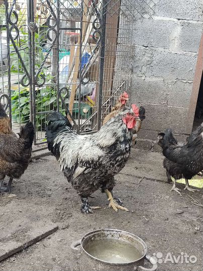 Петухи разноцветные молодые