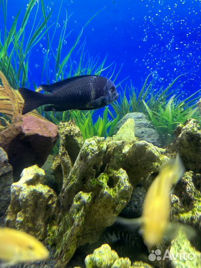 Трофеус звездчатый