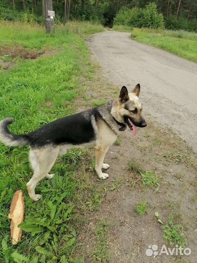 Восточноевропейская овчарка вязка