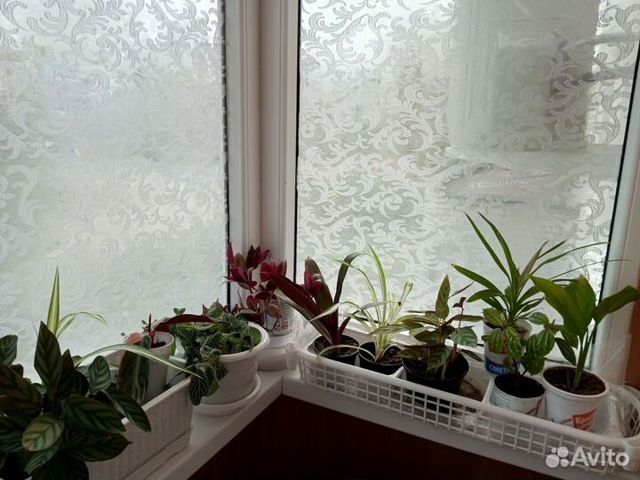 Много комнатных цветов