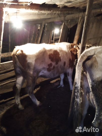 Коровы дойные молочные