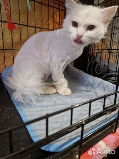 Британка длинношерстная Ласка бесплатно