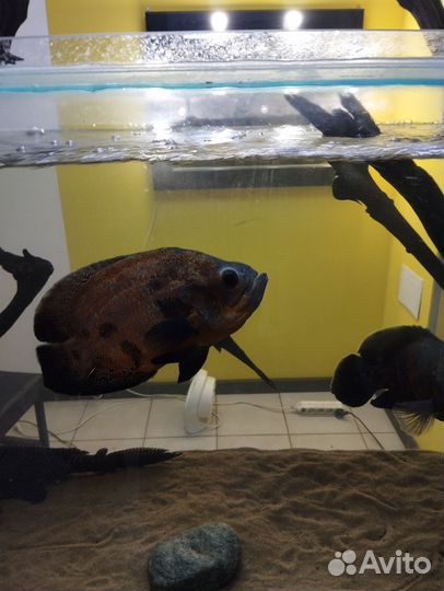 Астронотус и акара бирюзовая