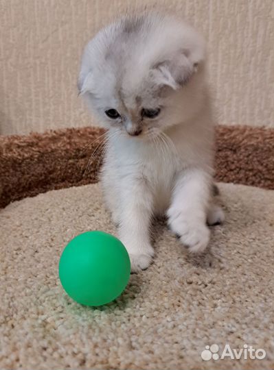 Шотландские вислоухие котята шиншилла