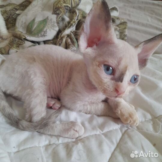 Девон-рекс котята-малыши(для резерва)