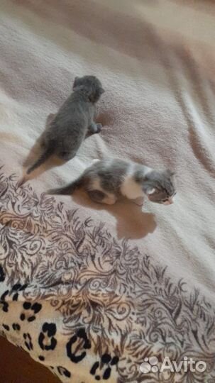 Британские котята