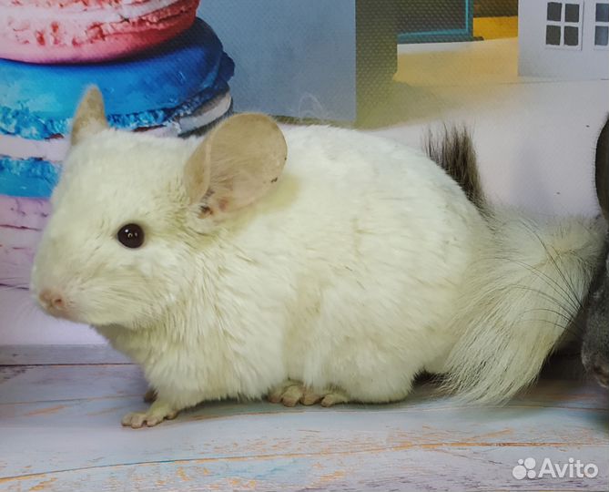 Шиншиллы самцы. До 16 месяцев