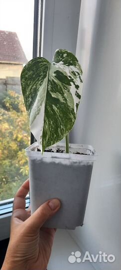 Монстера альба