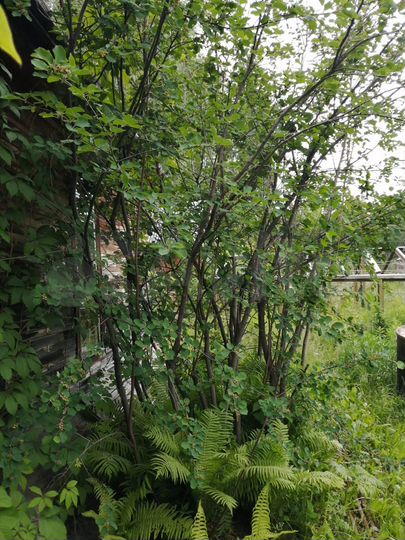 Дача 52 м² на участке 6 сот.