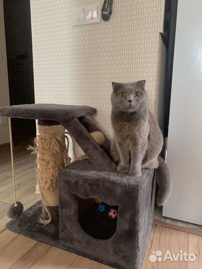 Кошка британка