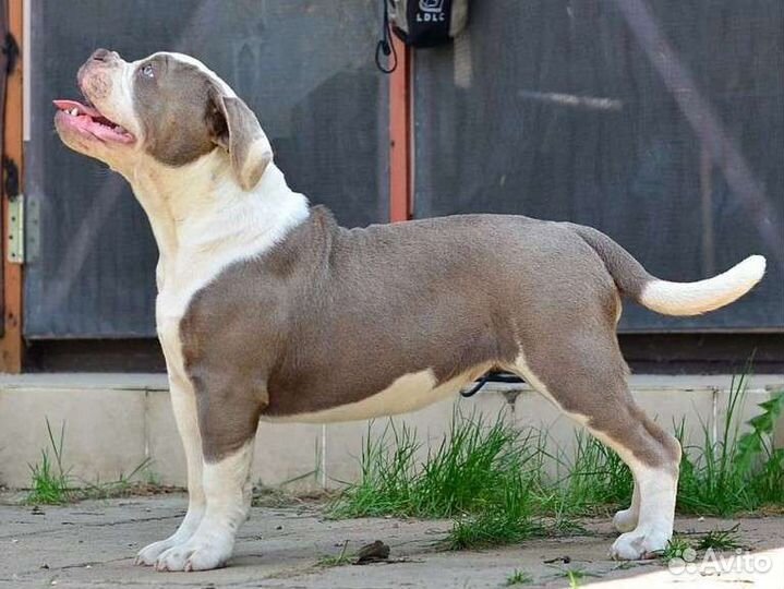 Староанглийский бульдог. Последняя девочка