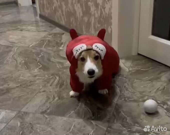 Зимний комбинезон для собак