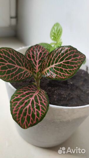 Фиттония микс