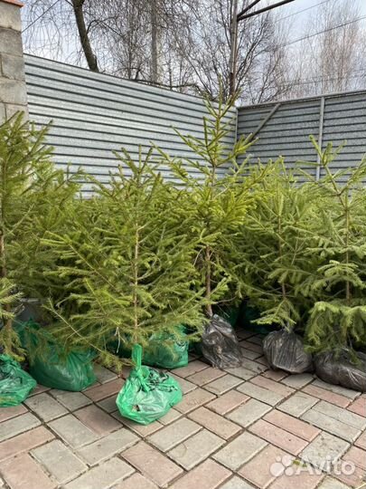 Саженцы Ели и сосны