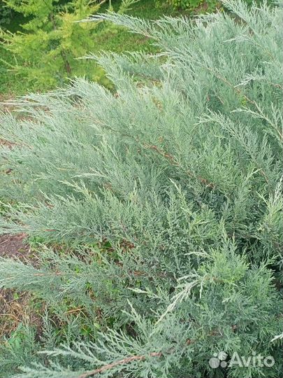 Можжевельник